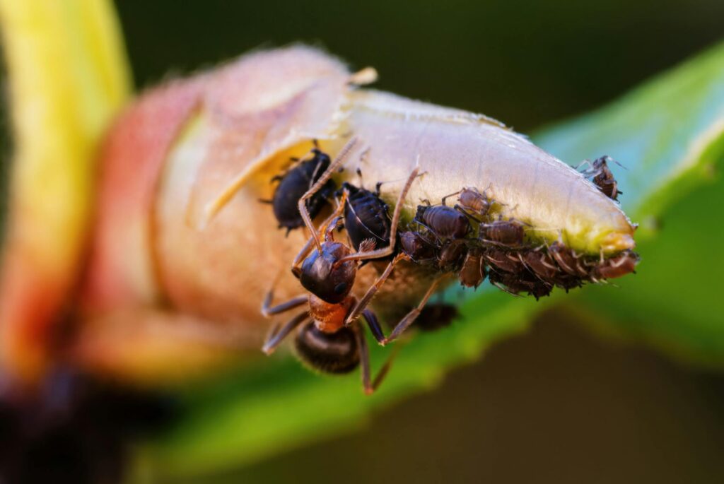 Ants Offer a Surprising Weapon Against Superbugs