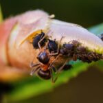 Ants Offer a Surprising Weapon Against Superbugs