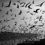 Armed Guards Deployed on Delhi’s Signature Bridge Amid Rising Theft and Vandalism