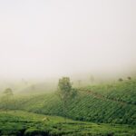 Munnar: The Hill Station Crowned ‘Italy of India’