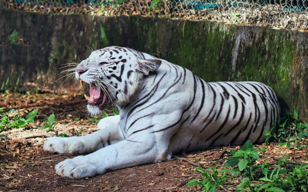 Blue-Eyed White Tiger Tejas Arrives at Dehradun Zoo After 550-Km Journey From Gwalior White tiger at an Indian wildlife park, representative image