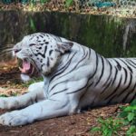 White tiger at an Indian wildlife park, representative image