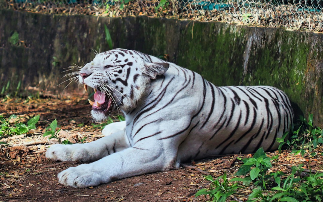 Blue-Eyed White Tiger Tejas Arrives at Dehradun Zoo After 550-Km Journey From Gwalior White tiger at an Indian wildlife park, representative image